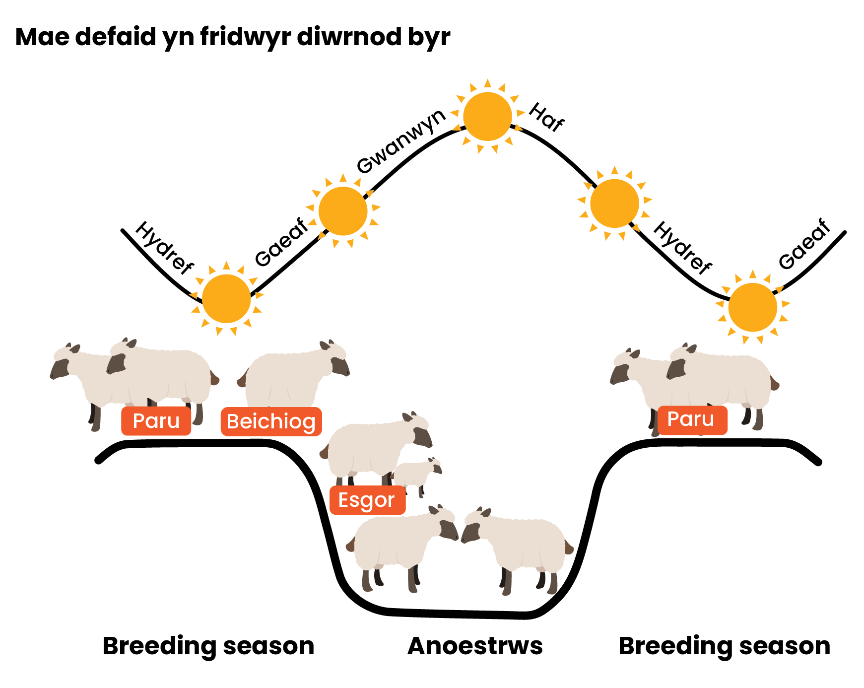 Seasonal-Polyestrous