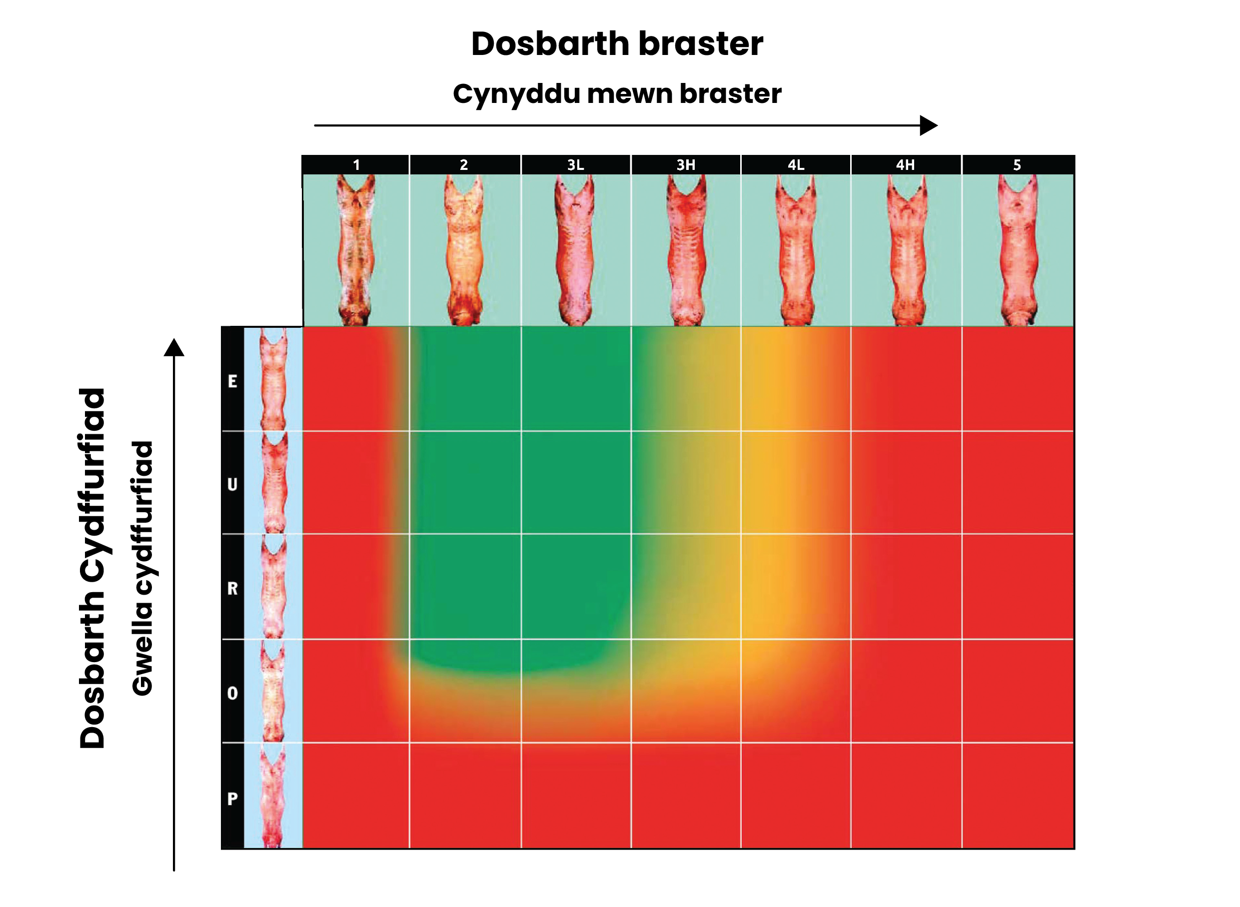 Y Grid Graddio